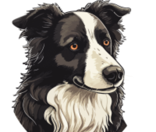 Cedar Rock Border Collies